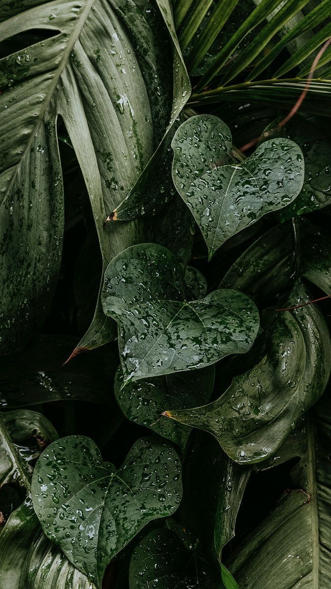 Transform Your Space: Indoor Plants Collection by Bake N Bloom