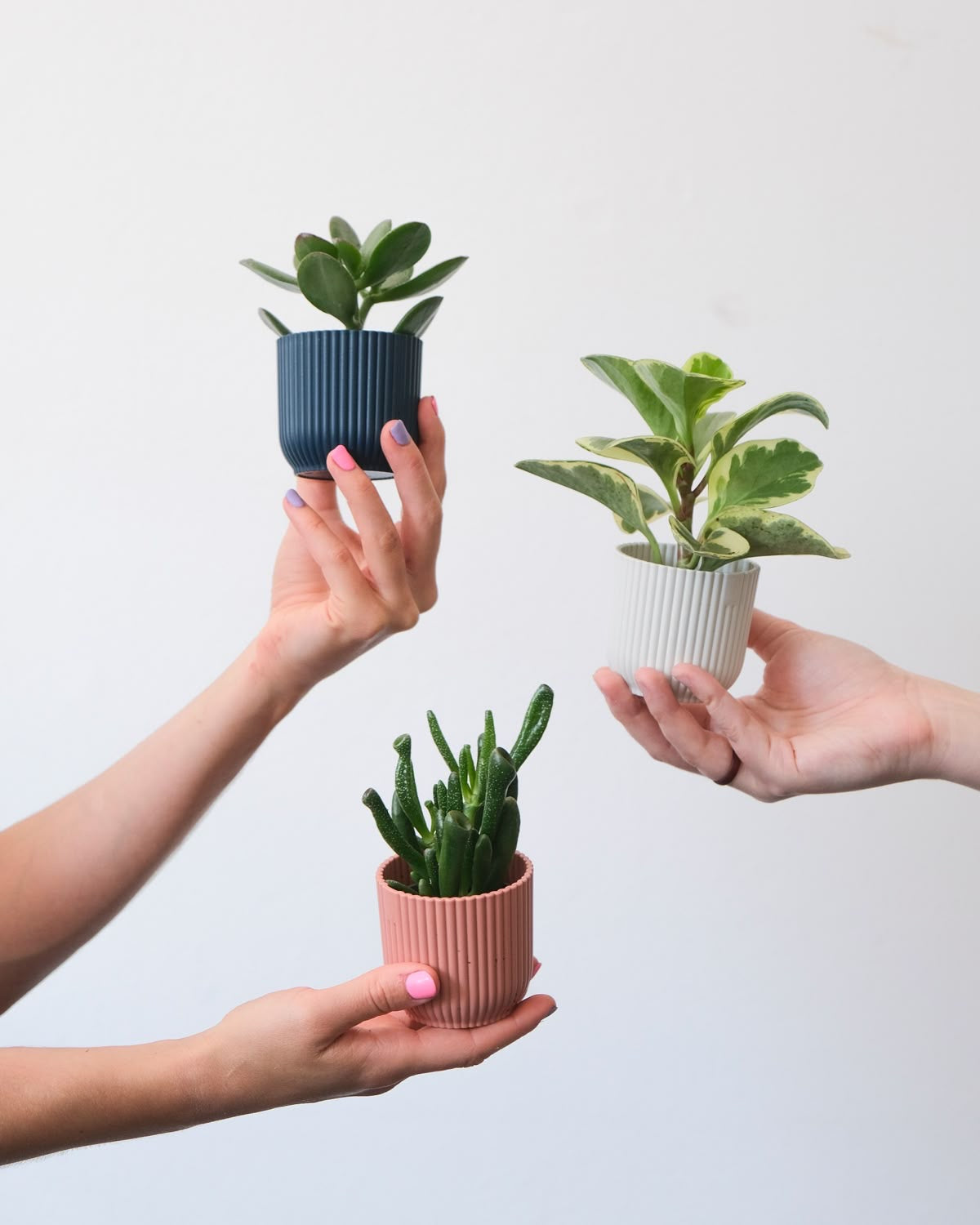 Plants - Bake N Bloom