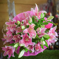 pink-lily-2.jpg