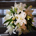 flo068.jpg