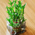 2 Layer Lucky Bamboo - Bake N Bloom