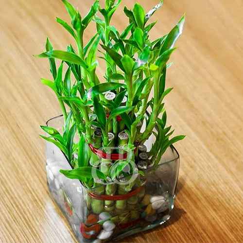 2 Layer Lucky Bamboo - Bake N Bloom