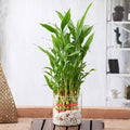 33399_3-layer-lucky-bamboo.jpeg