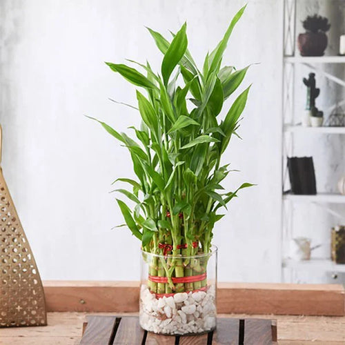 33399_3-layer-lucky-bamboo.jpeg