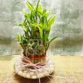 bamboo-plant.jpg