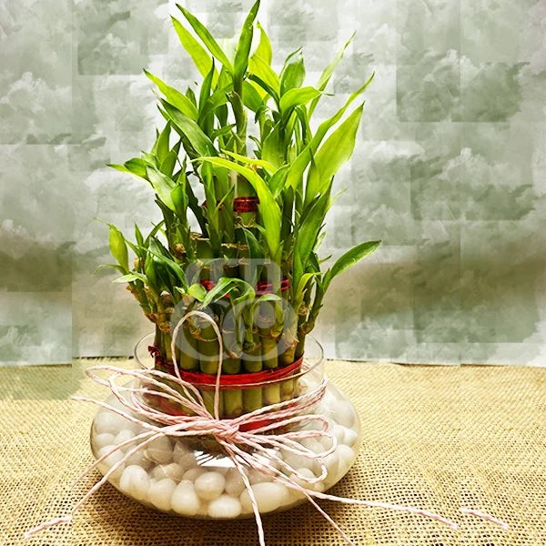 bamboo-plant.jpg