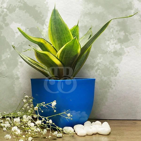 snake-plant.jpg