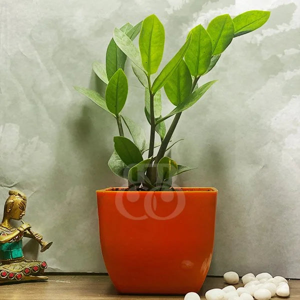 Zamia-plant.jpg