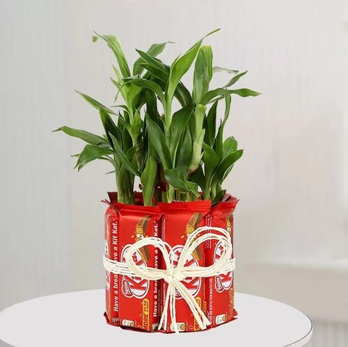kitkat-plant.jpg
