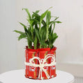 kitkat-plant.jpg